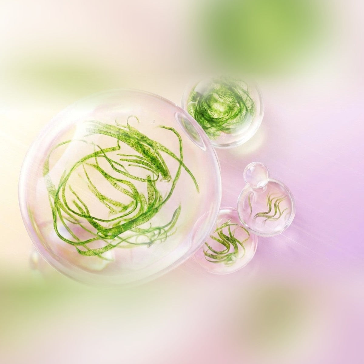 Chiết xuất tảo xoắn Spirulina trong sữa chống nắng Shiseido Urban Environment