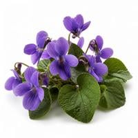 Hoa violet