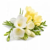 Hoa lan Nam Phi (Freesia)