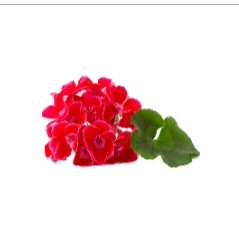 Mùi hoa phong lữ Mùi hoa phong lữ