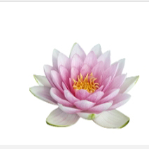 Mùi hoa sen Mùi hoa sen