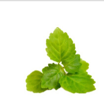 Mùi hoắc hương Mùi hoắc hương