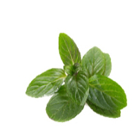 Mùi bạc hà Mùi bạc hà